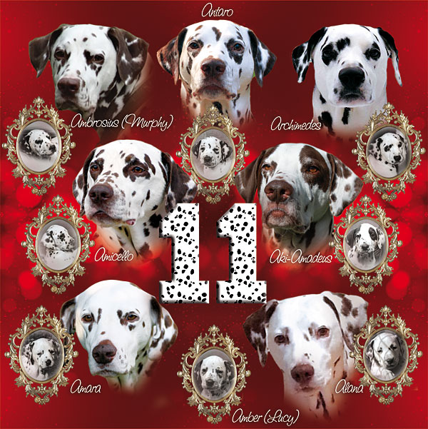 Happy Dog Day - 11 Jahre Happy Dog Day - 11 Jahre