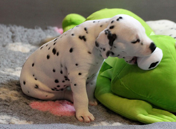 Wurftagebuch - Woche 3