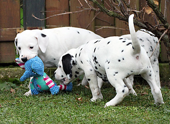 Wurftagebuch - Woche 7