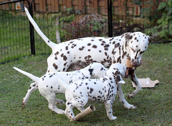 Wurftagebuch - Woche 8