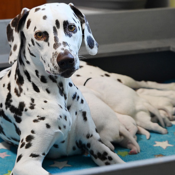 Die D-chen starten in die 2. Lebenswoche