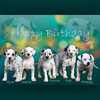 Wir gratulieren unserem C-Wurf zum 1. Wurftag